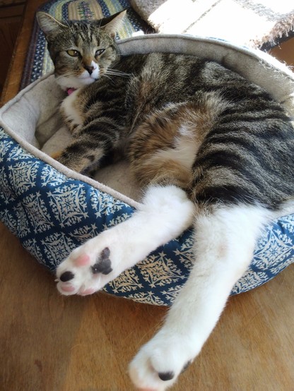 Pax, our little tabby cat with white markings, is sprawled out in her turquoise and white cat bed on top of a low bookcase in a livingroom.  Her head and neck are resting on one side of the bed, while her long white hind legs are jutting out over the other side.  Some pink and black toe beans are showing.