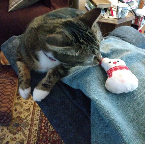Pax, our little tabby cat with white markings, is lying on the top of the headrest of a rocker/recliner.  She is kissing a tiny snowman cat toy.