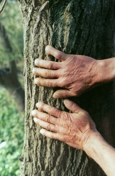 Sur un arbre, deux mains d'homme posées à plat l'une à côté de l'autre.