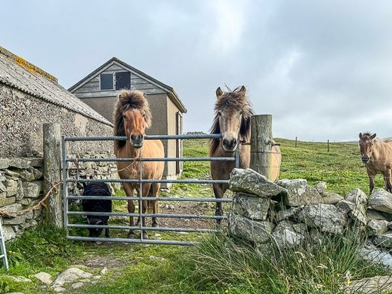 Sheep, horse, horse, horse