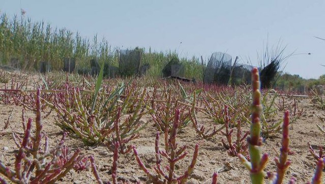 La salicòrnia és una de les vegetacions autòctones que s'han replantat a la Platja Llarga (3Cat)