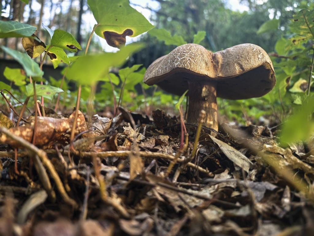 O Boletus este xa vai vello.