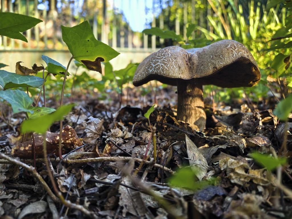 El boletus, ya viejuno, agrietado y esporando para generar nuevos micelios.