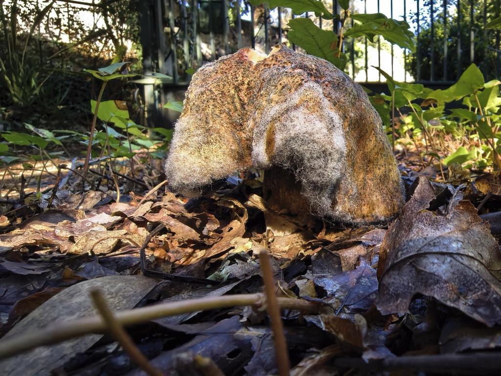 Cadáver de Boletus regresando a la tierra de la que nació.