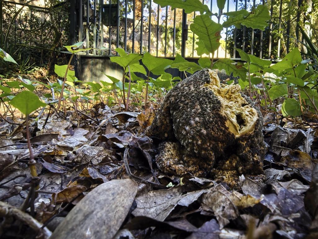 Restos de un Boletus que un día fue joven y terso.