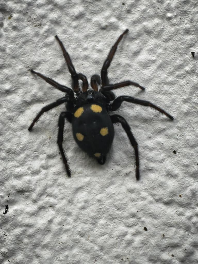 Araña con pinta de ser da familia das tarántulas, de Tarento ou perto.
Ten cinco lunares amarelos no abdome.